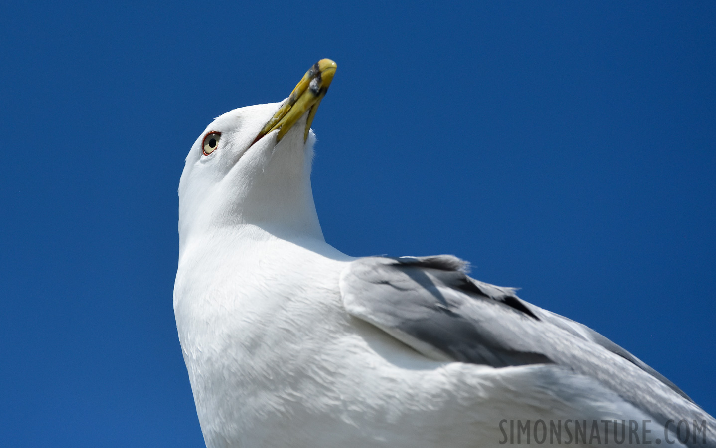 Larus delawarensis [400 mm, 1/8000 Sek. bei f / 8.0, ISO 1600]